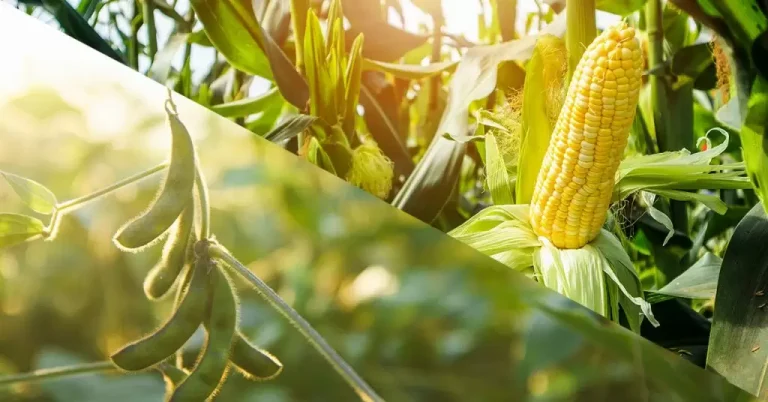 Maize (Corn) – A Versatile and High-Demand Global Commodity